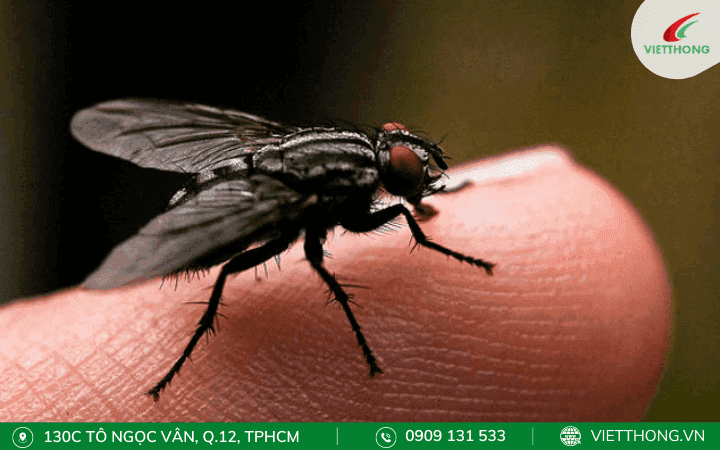 Giai đoạn ruồi trưởng thành