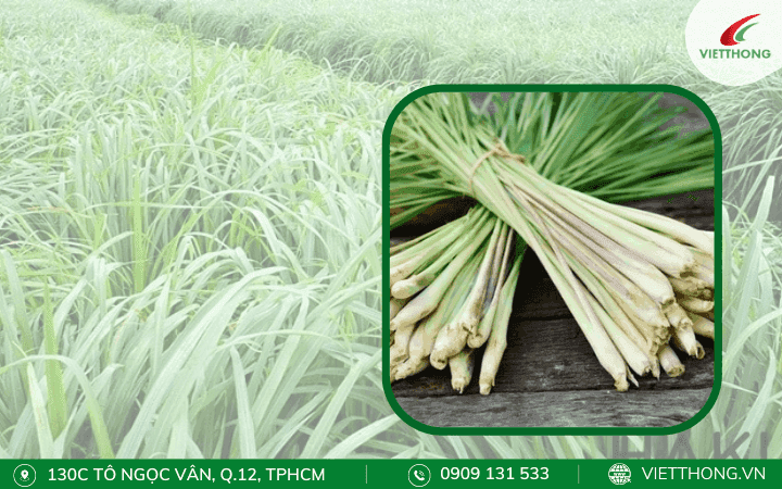 Cây citronella