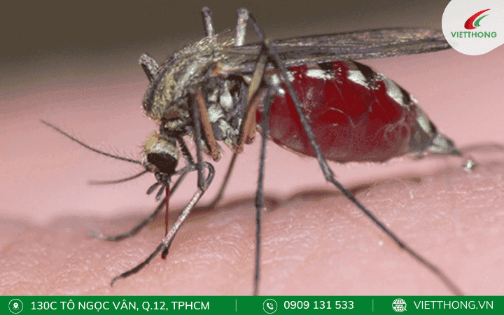 Muỗi Aedes Aegypti
