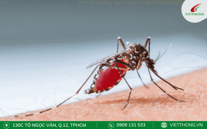 Những nơi sinh sống của muỗi