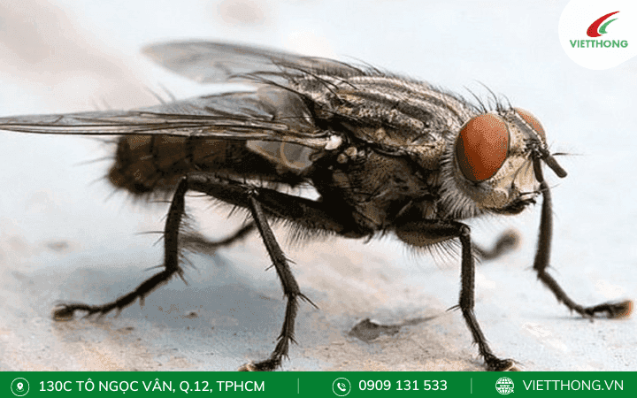 Bị con ruồi trâu đốt có sao không?