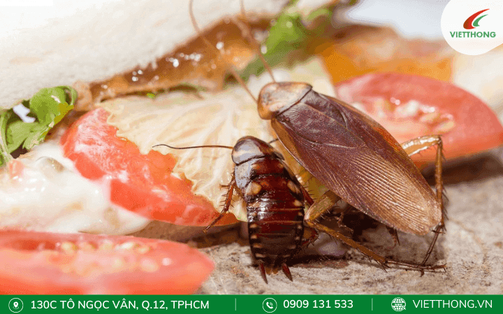 Gián là loài ăn tạp