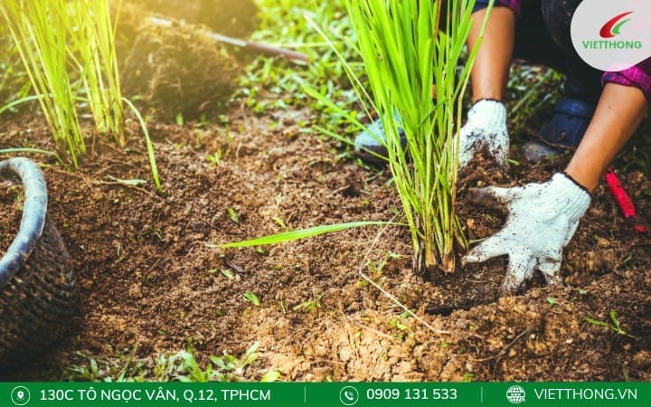 Trồng cây đuổi côn trùng trong vườn nhà đuổi kiến ba khoang
