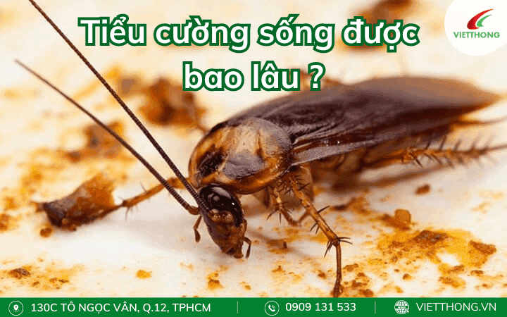 Tuổi thọ của gián