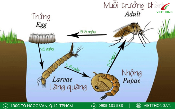 Muỗi vằn sống ở đâu?