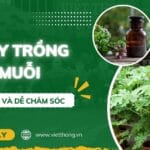Cây trồng đuổi muỗi
