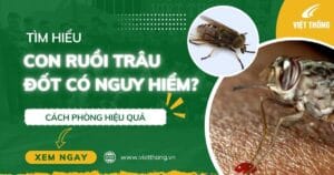 Con ruồi trâu đốt có nguy hiểm