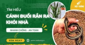 Cách đuổi rắn ra khỏi nhà