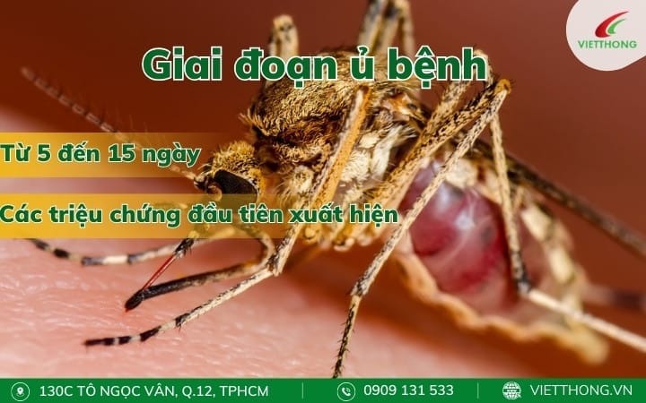 Giai đoạn ủ bệnh viêm não Nhật Bản Giai đoạn ủ bệnh viêm não Nhật Bản