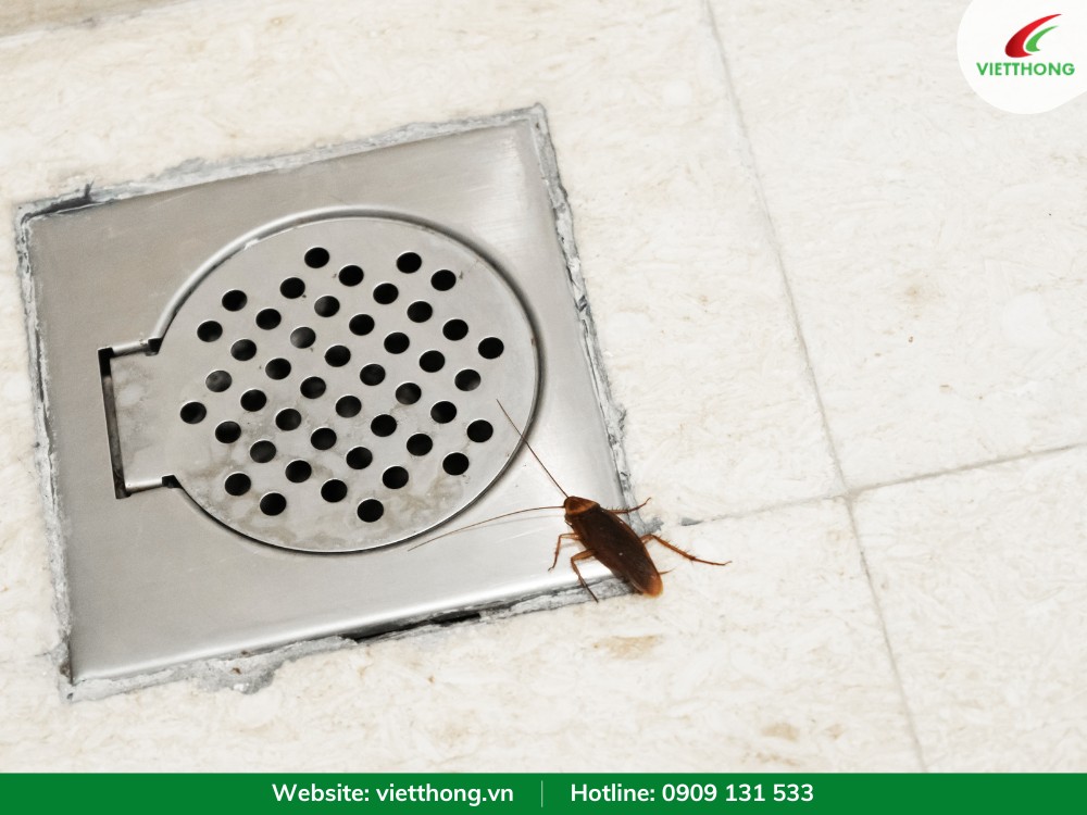 Gián tìm kiếm nguồn nước trong phòng tắm, nhà vệ sinh
