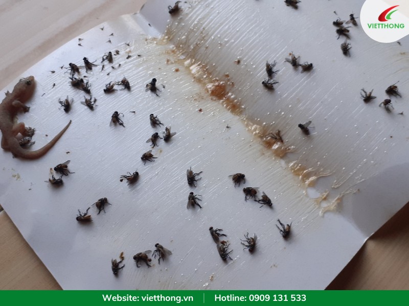 Giấy dính ruồi