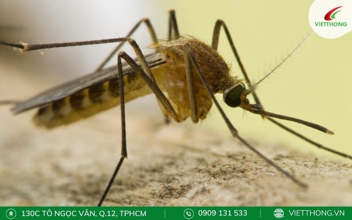 Nguyên nhân gây bệnh viêm não Nhật Bản Nguyên nhân gây bệnh viêm não Nhật Bản