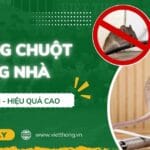 phong chuot trong nha