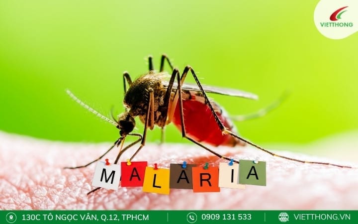 Phương thức lây truyền bệnh sốt rét