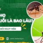 Tuổi thọ của muỗi