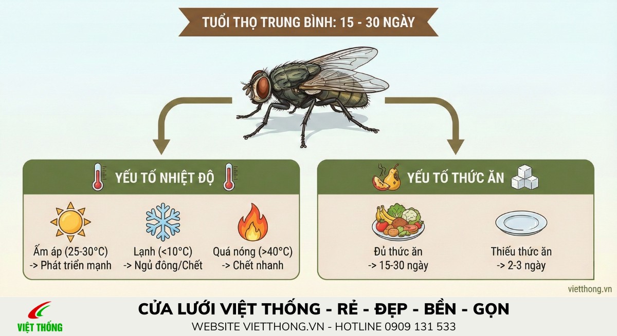 Tuổi thọ của ruồi nhà trung bình từ 15 - 30 ngày