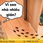 Vì sao nhà có nhiều gián