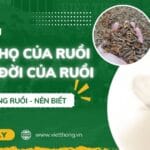 Vòng đời của ruồi
