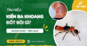 Kiến ba khoang cắn bôi gì nhanh khỏi