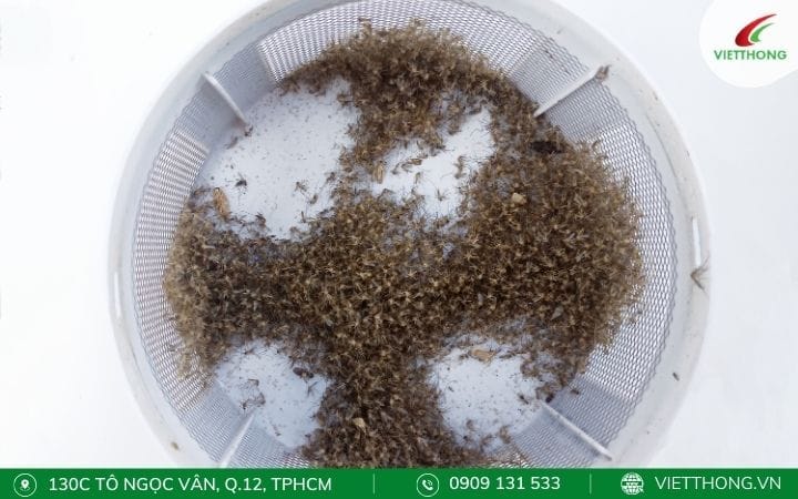 Bẫy muỗi bằng khí CO2 Bẫy muỗi bằng khí CO2