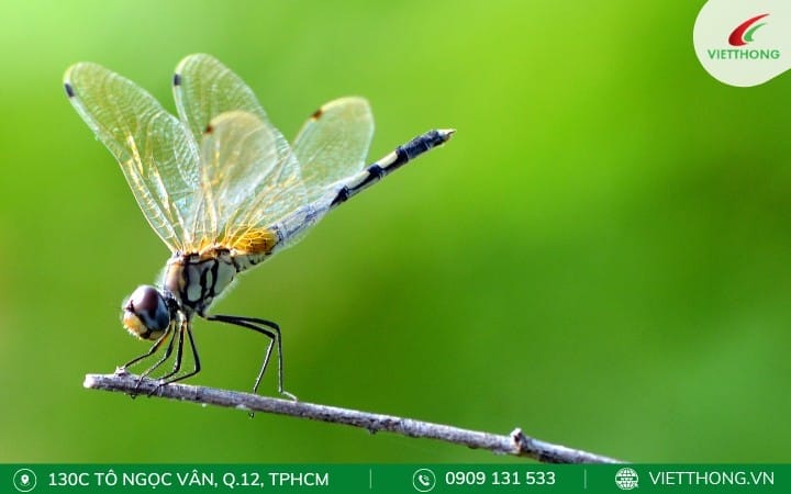 Sử dụng thiên địch của muỗi Sử dụng thiên địch của muỗi
