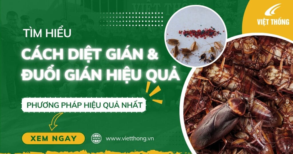 13 Cách Diệt Gián Tận Gốc & Đuổi Gián Ra Khỏi Nhà Hiệu Quả Nhất 2026